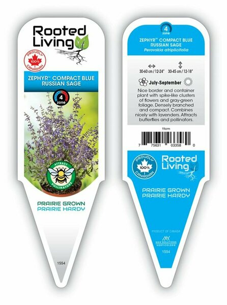 Perovskia - 'Zephr Compact Blue' Russian Sage 11 cm Prem