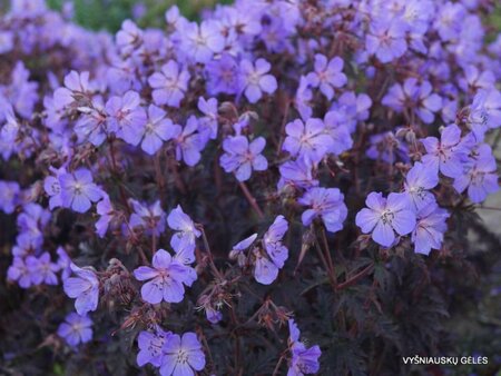 Geranium pra. - 'Dark Reiter' Cranesbill RP72
