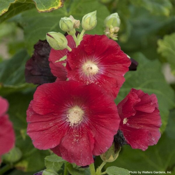 Alcea rosea - 'Mars Magic' Hollyhock 1 gal