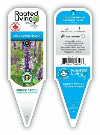 Agastache rugosa - 'Little Adder' Hyssop 11 cm Prem