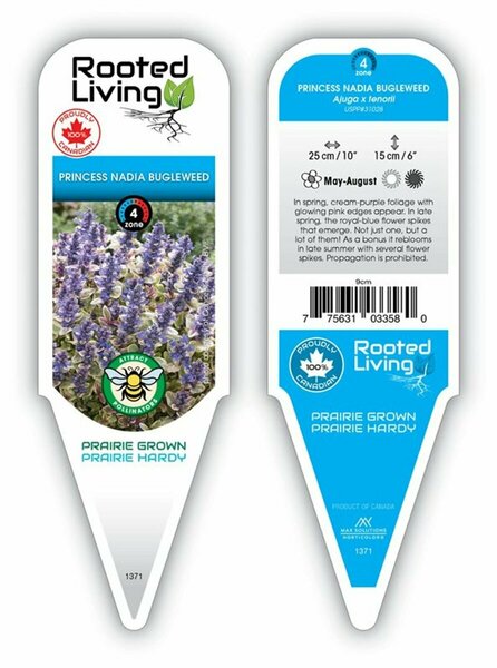 Ajuga - 'Princess Nadia' 11 cm Prem