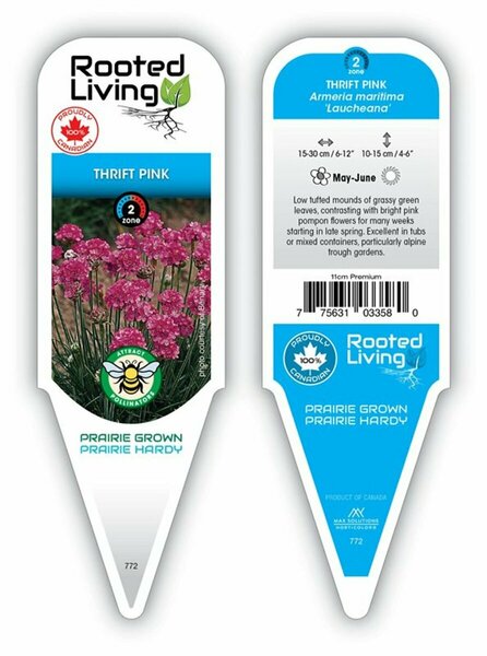 Armeria mar. 'Laucheana' - 'Splendens' Thrift Pink 11 cm Prem