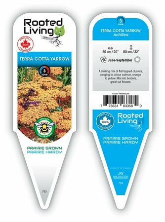 Achillea millefolium - 'Terracotta' Yarrow [Or/Yl] 11 cm Prem