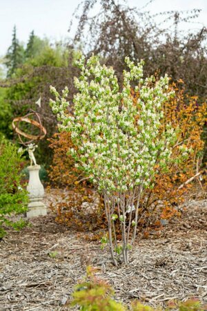 Amelanchier aln. - 'Standing Ovation' Serviceberry (FE) 5 gal FE - image 1