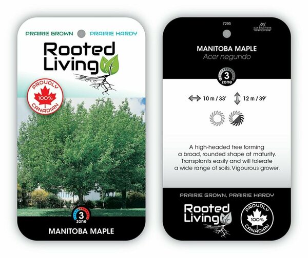 Acer negundo - Manitoba Maple / Boxelder 65mm BB 2.50"