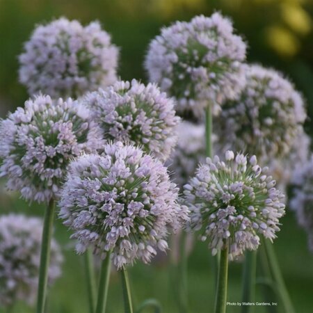Allium x. - 'Bobblehead' Ornamental Onion 1 gal