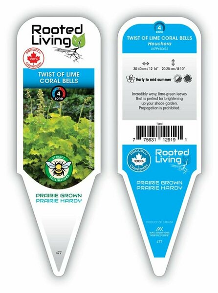 Heuchera - 'Twist of Lime' Coral Bells 1 gal