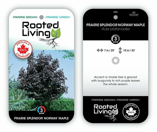 Acer platanoides - 'Prairie Splendor' Norway Maple 10 gal