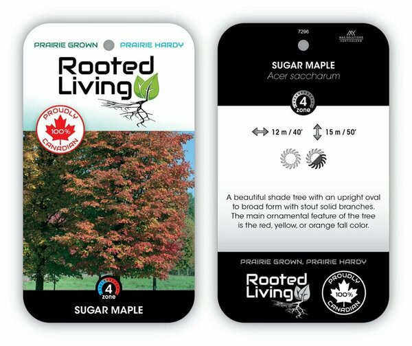 Acer saccharum - Sugar Maple 2 gal