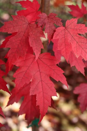 Acer x free. (FE) Matador™ 15 gal - image 1