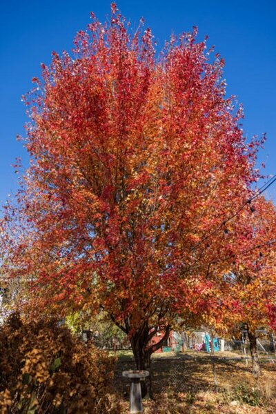 Acer x free. (FE) Matador™ 15 gal - image 2