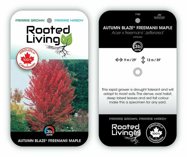 Acer freemanii - 'Autumn Blaze' Maple 7 gal - image 1