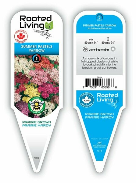Achillea millefolium - 'Summer Pastels' Yarrow [Mix] 1 gal outdoor