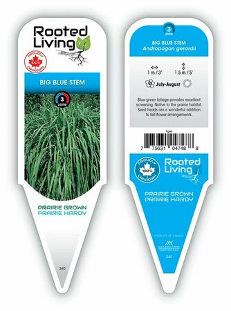 Andropogon gerardii - Big Blue Stem Grass 2 gal outdoor