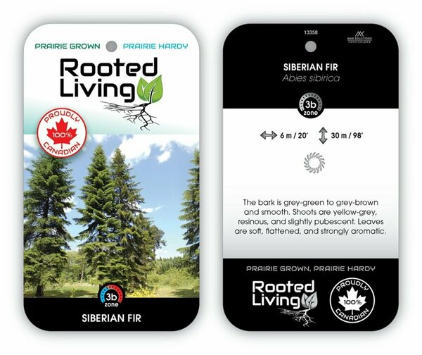 Abies sibirica - Siberian Fir 5 gal