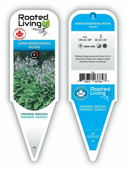 Hosta - 'Fortunei Aureomarginata' [Gr/Go] 1 gal