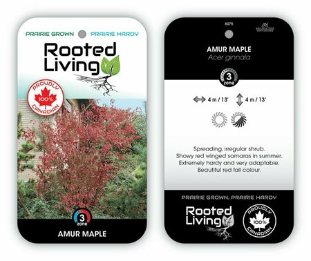 Acer ginnala - Amur Maple 245cm multi BB / 8'