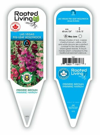 Alcea rosea - Las Vegas Hollyhock 1 gal