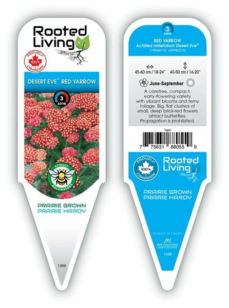 Achillea - 'Desert Eve' Red Yarrow 1 gal