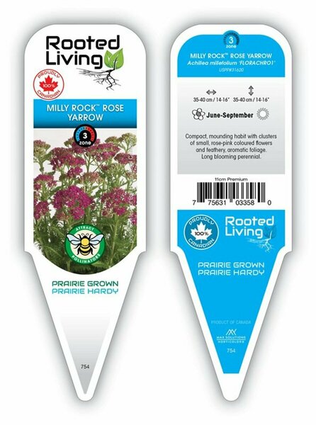 Achillea millefolium - 'Milly Rock Rose' Yarrow [Pk] 11 cm Prem