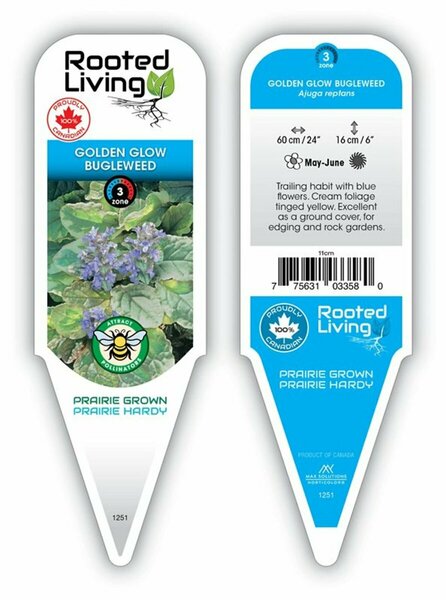 Ajuga reptans - 'Golden Glow' Bugleweed 11 cm Prem