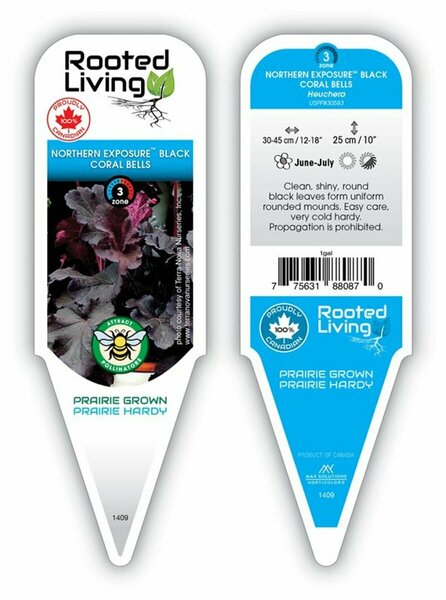 Heuchera - Northern Exposure™ 'Black' Coral Bells 1 gal