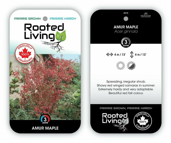 Acer ginnala - Amur Maple 9 cm (3.5")