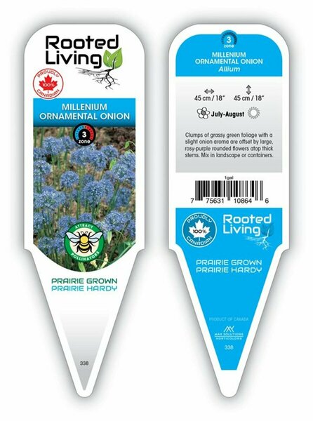Allium - 'Millennium' Ornamental Onion 1 gal