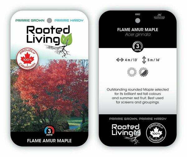 Acer ginnala - 'Flame' Amur Maple 50mm BB 2.00"