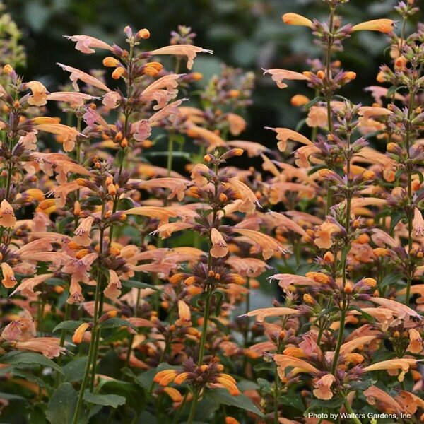 Agastache - 'Mango Tango' Hyssop 11 cm Prem