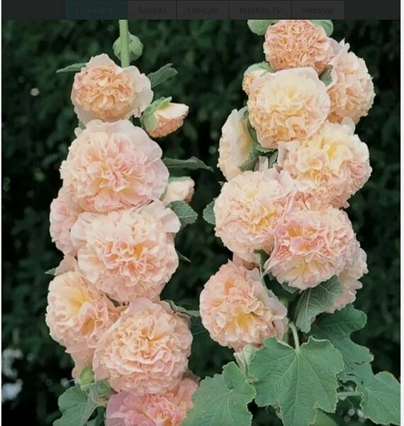 Alcea rosea - 'Chatter's Chamois' Hollyhock 1 gal