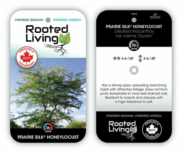 Gleditsia tri. - 'Prairie Silk' Honeylocust 15 gal - image 1