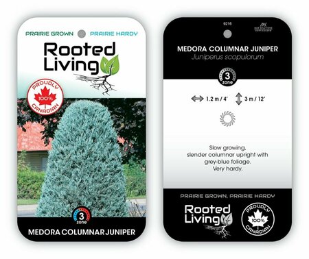 Juniperus scop. - 'Medora' 2 gal - image 1