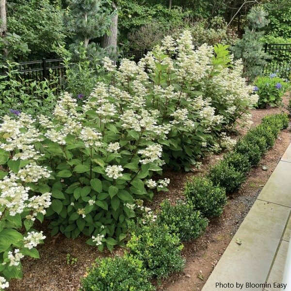 Hydrangea pan. - 'Torch'™ (BE) 2 gal BE