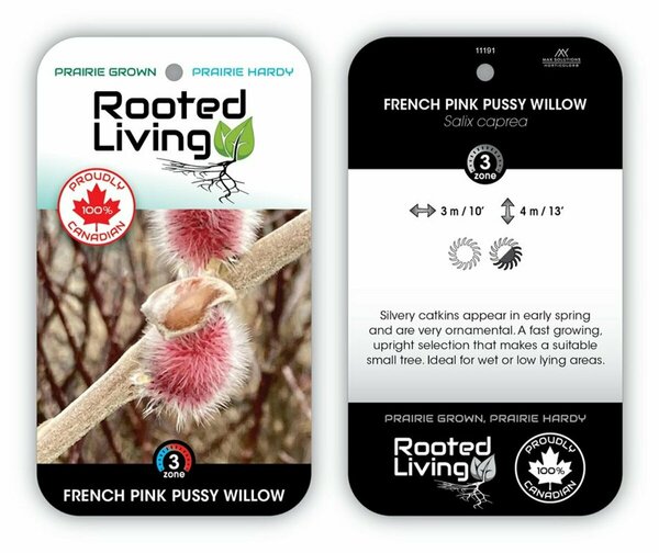 Salix caprea - French Pink Pussy Willow 2 gal