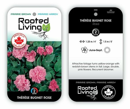 Rosa - Thérèse Bugnet' Rose [Dbl Pink] 2 gal - image 1