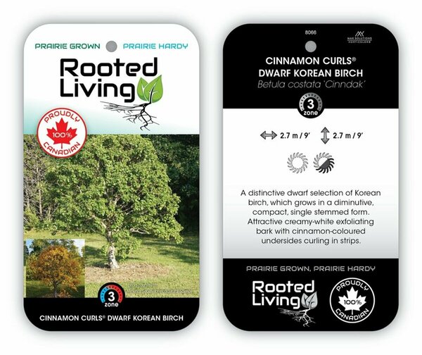 Betula costata - 'Cinnamon Curls' Dwarf Korean Birch 5 gal