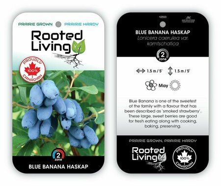 Lonicera - 'Blue Banana' 1 gal - image 1