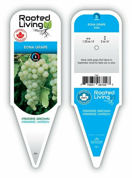 Vitis riparia - 'Eona' White Grape 1 gal outdoor