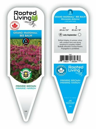 Monarda - 'Grand Marshall' Bee Balm [Fuschia] 1 gal outdoor