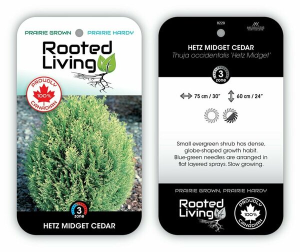 Thuja occ. - 'Hetz Midget' Globe Cedar 2 gal