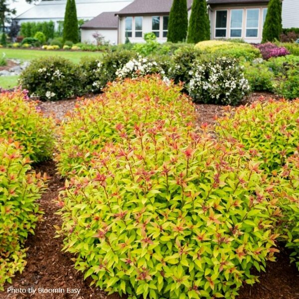 Spiraea jap. - 'Rainbow Fizz'™ (BE) 2 gal BE