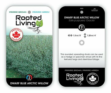 Salix purpurea - Dwarf Blue Arctic Willow RP38deep
