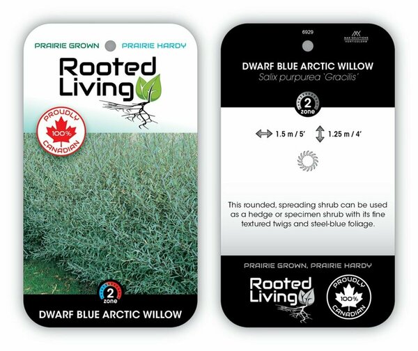 Salix purpurea - Dwarf Blue Arctic Willow RP38deep