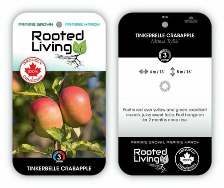 Malus - 'Tinkerbelle' Crabapple 7 gal - image 1