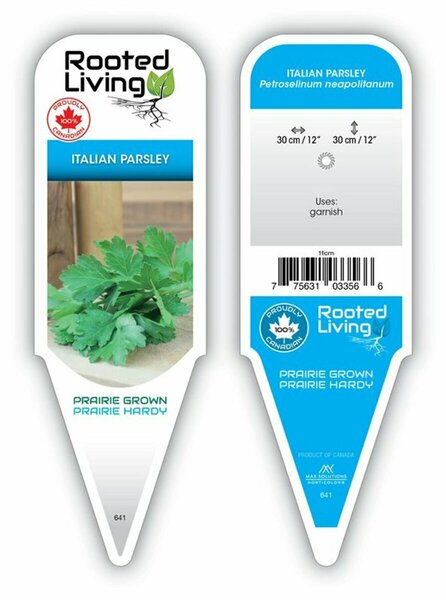 Petroselinum crispum neapolitanum - Italian Parsley 9 cm (3.5")