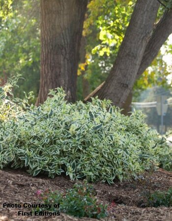Diervilla - 'Cool Splash'® Bush Honeysuckle (FE) 2 gal FE - image 1