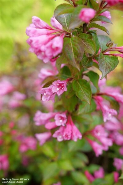 Weigela 'Midnight Sun' (PW) 2 gal PW