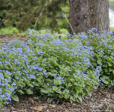 Brunnera mac. 'Jack of Diamonds' Bugloss (PW) 1 gal - image 2