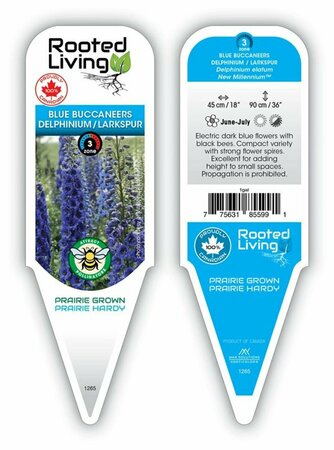 Delphinium - 'Blue Buccaneers' Larkspur 1 gal